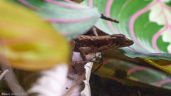 Anolis humilis