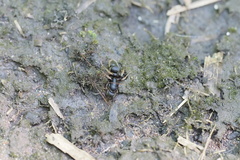 Pseudoneoponera rufipes