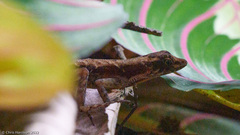 Anolis humilis