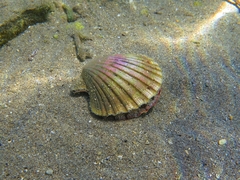 Pecten jacobaeus