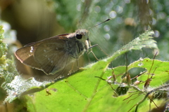Pelopidas