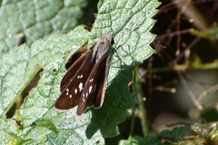 Pelopidas