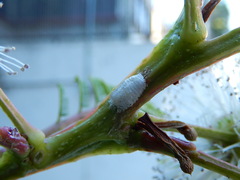 Enchenopa quadricolor