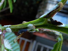 Enchenopa quadricolor