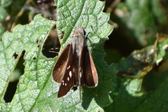 Pelopidas