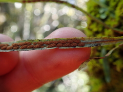 Notogrammitis angustifolia nothofageti