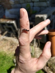 Rhynchodemus sylvaticus