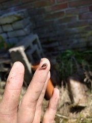 Rhynchodemus sylvaticus