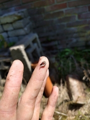 Rhynchodemus sylvaticus