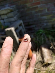 Rhynchodemus sylvaticus