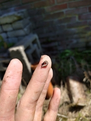 Rhynchodemus sylvaticus