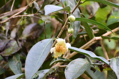 Camellia sinensis