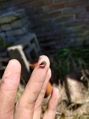 Rhynchodemus sylvaticus