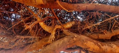 Black-throated Monitor