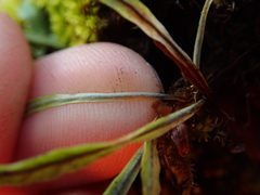 Notogrammitis angustifolia nothofageti