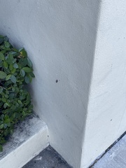 Bulimulus guadalupensis