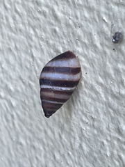 Bulimulus guadalupensis