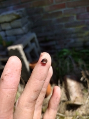 Rhynchodemus sylvaticus