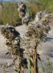 Drimia elata