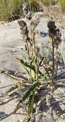 Drimia elata