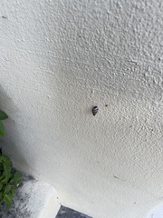 Bulimulus guadalupensis