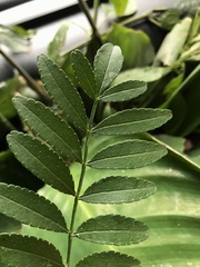 Zanthoxylum rhoifolium