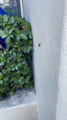 Bulimulus guadalupensis