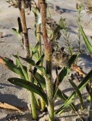 Drimia elata