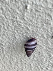 Bulimulus guadalupensis