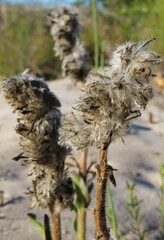 Drimia elata