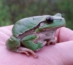 Hyla arborea