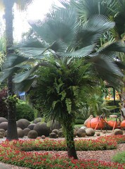 Borassus flabellifer