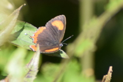 Heliophorus epicles