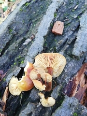 Flammulina velutipes