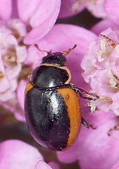 Ceratomegilla rufocincta