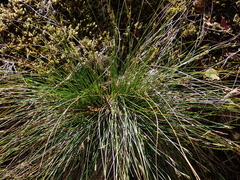 Schoenus pauciflorus