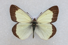 Colias palaeno