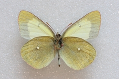 Colias palaeno