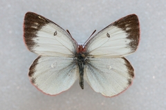 Colias palaeno