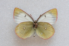 Colias palaeno
