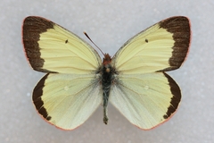 Colias palaeno
