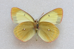 Colias palaeno