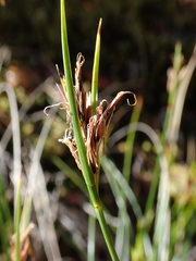 Schoenus pauciflorus