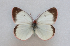 Colias palaeno