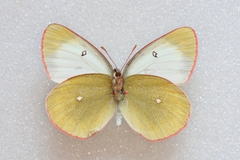 Colias palaeno