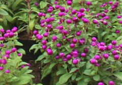 Gomphrena globosa