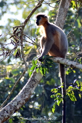 Trachypithecus pileatus