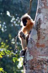 Trachypithecus pileatus