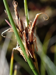 Schoenus pauciflorus