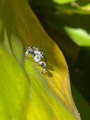 Phiale guttata